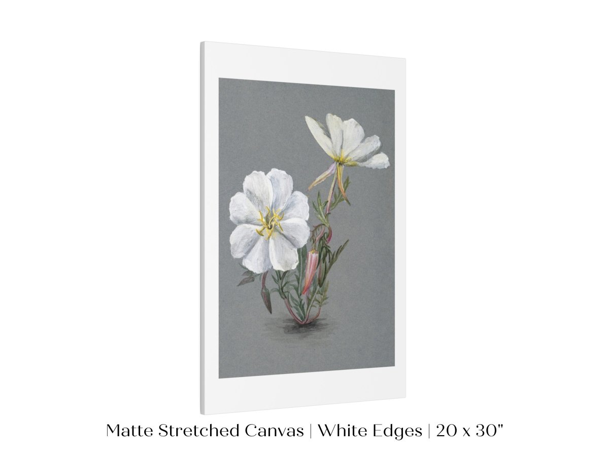 Giant Helleborine | P67 - Single Art Prints - Piccolo Fiore Prints