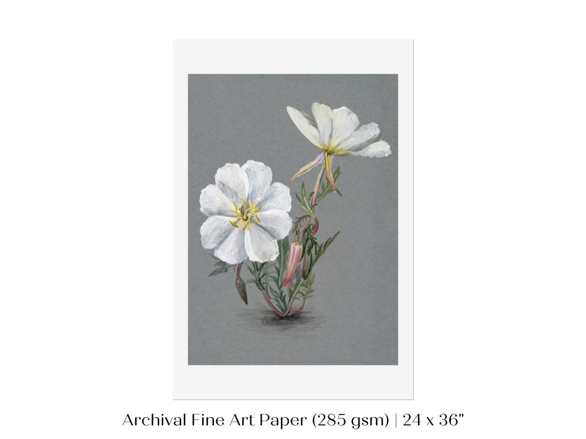 Giant Helleborine | P67 - Single Art Prints - Piccolo Fiore Prints