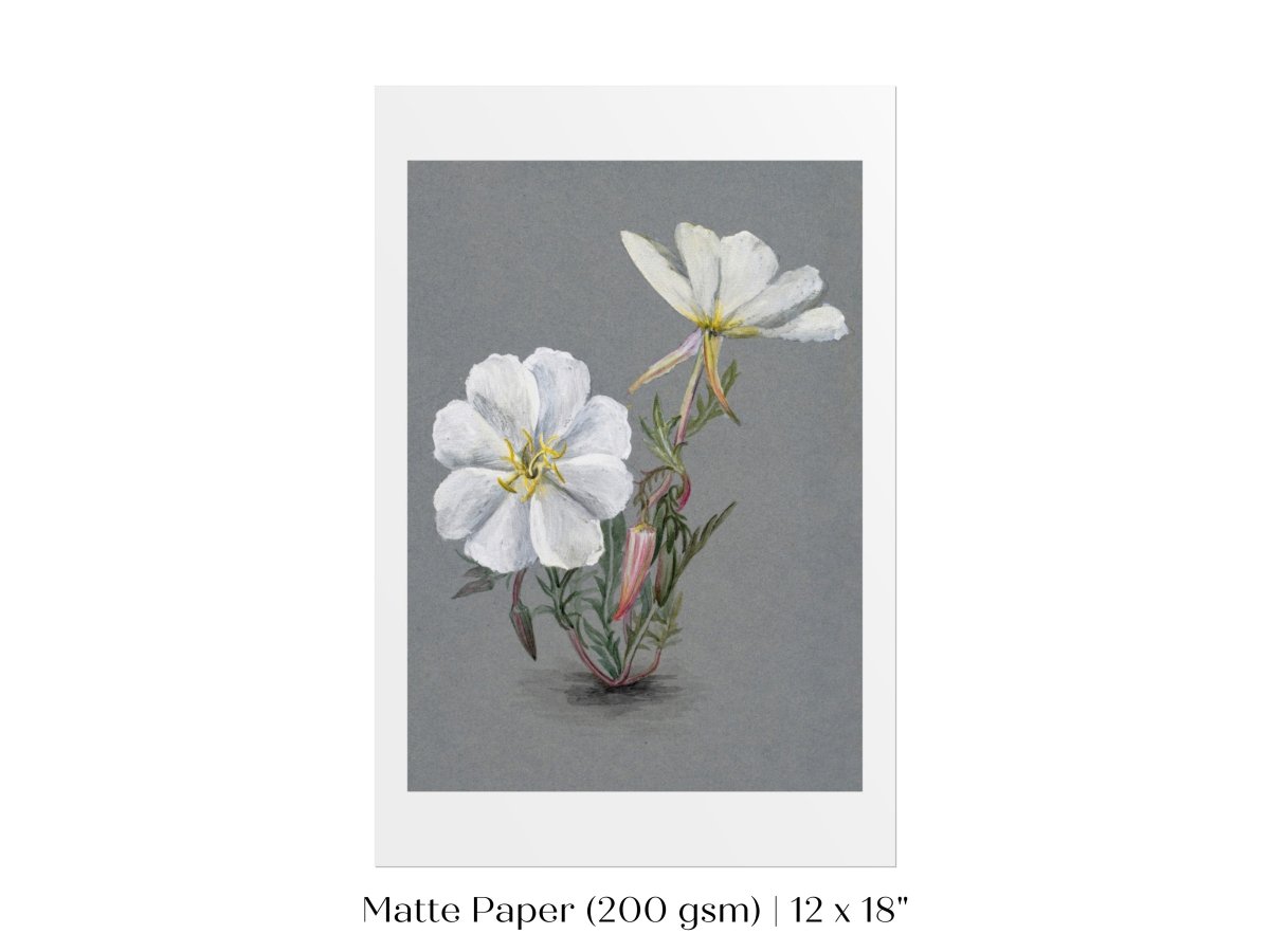 Giant Helleborine | P67 - Single Art Prints - Piccolo Fiore Prints