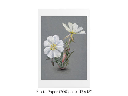 Giant Helleborine | P67 - Single Art Prints - Piccolo Fiore Prints