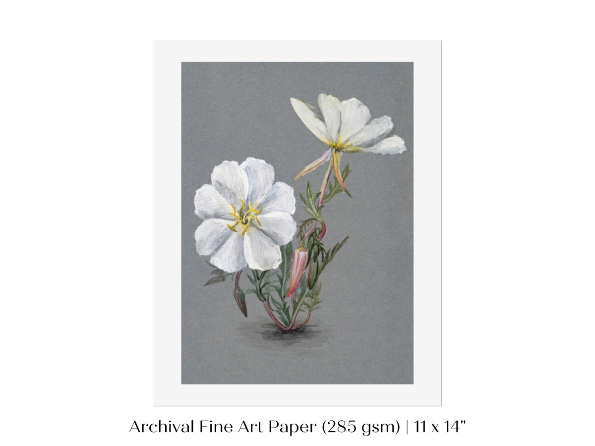 Giant Helleborine | P67 - Single Art Prints - Piccolo Fiore Prints