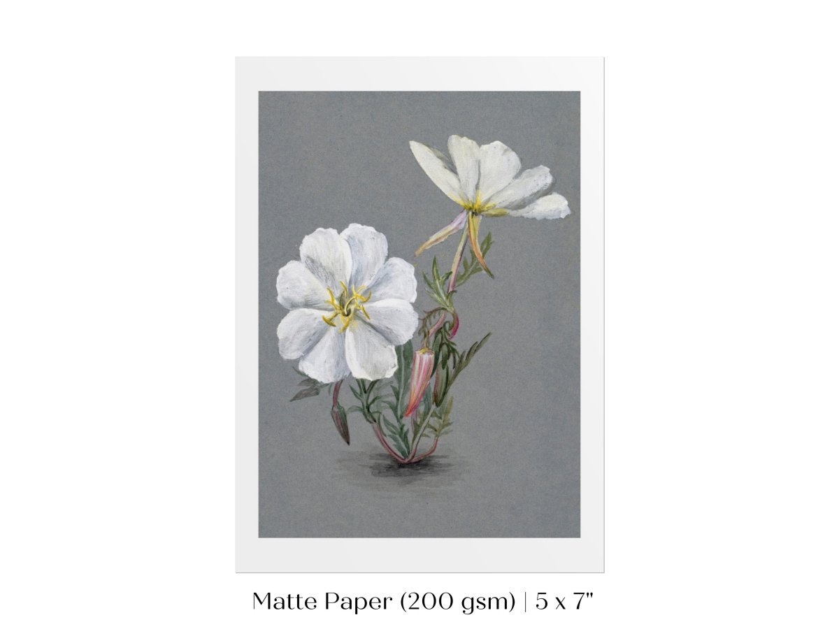 Giant Helleborine | P67 - Single Art Prints - Piccolo Fiore Prints