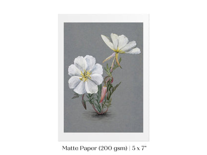Giant Helleborine | P67 - Single Art Prints - Piccolo Fiore Prints