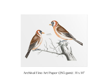 Goldfinches Illustration | P78 - Single Art Prints - Piccolo Fiore Prints
