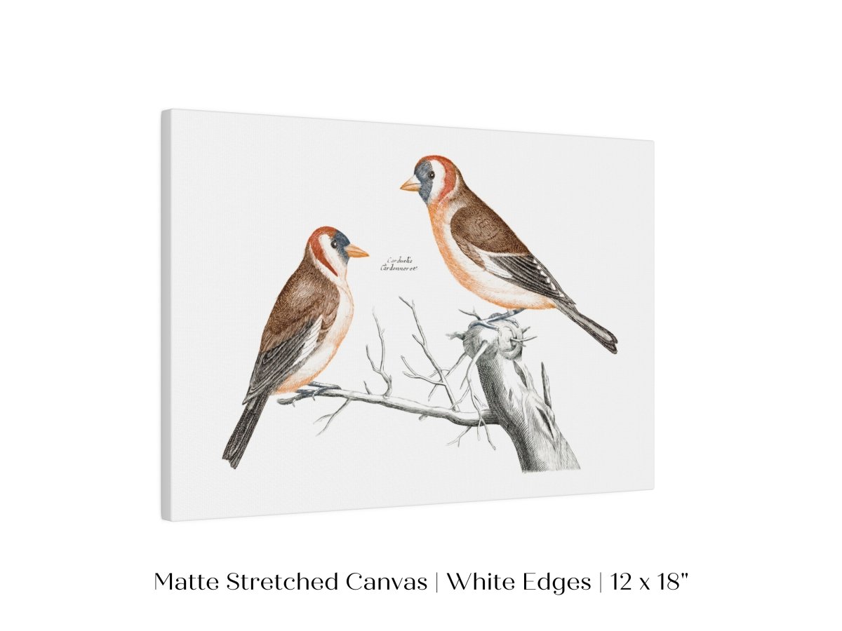 Goldfinches Illustration | P78 - Single Art Prints - Piccolo Fiore Prints
