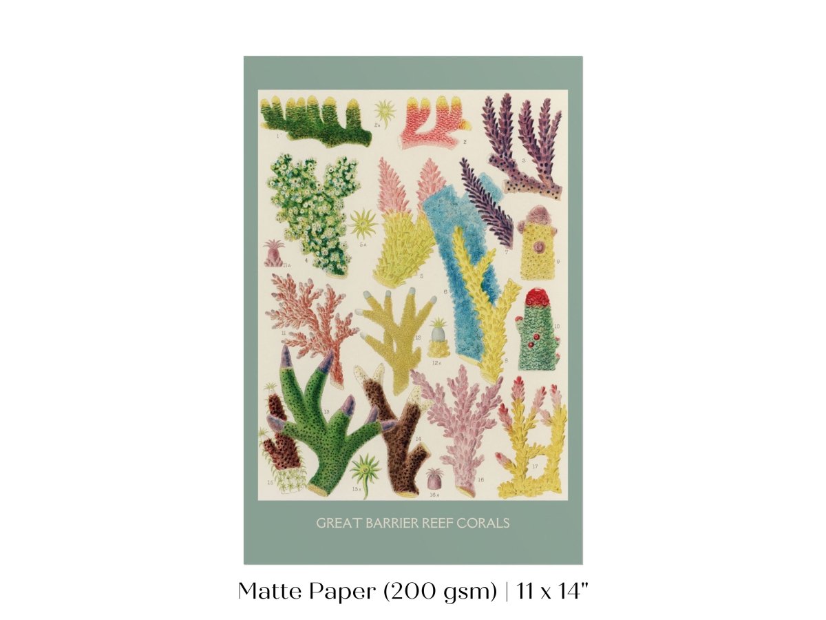 Great Barrier Reef Coral | Printed and Shipped | P501 - Portrait Single Art Prints - Piccolo Fiore Prints
