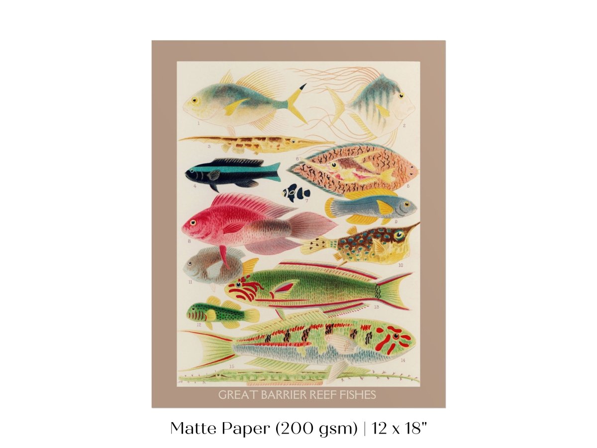 Great Barrier Reef Fish | P553 - Single Art Prints - Piccolo Fiore Prints