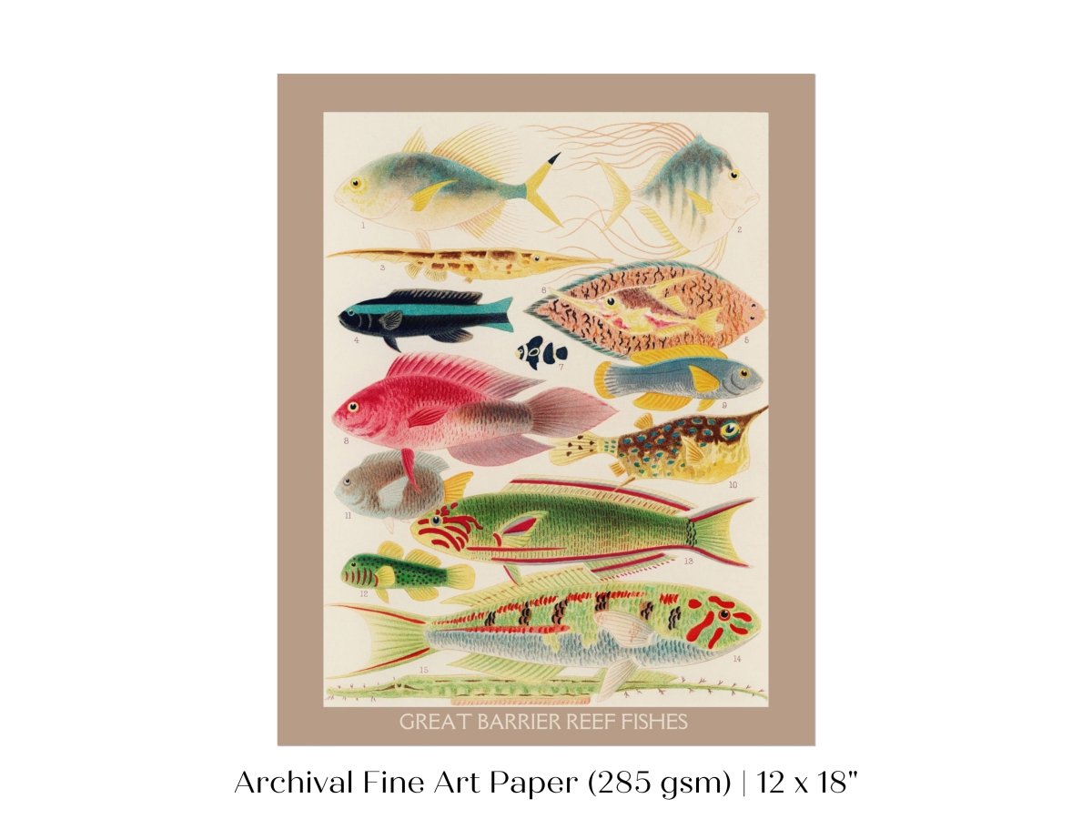 Great Barrier Reef Fish | P553 - Single Art Prints - Piccolo Fiore Prints