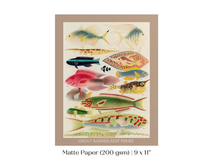Great Barrier Reef Fish | P553 - Single Art Prints - Piccolo Fiore Prints