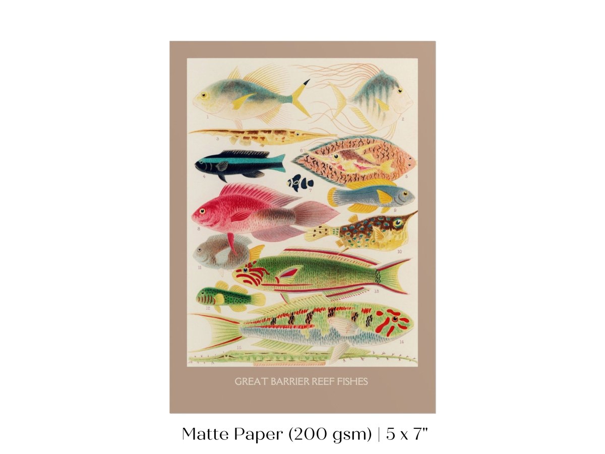 Great Barrier Reef Fish | P553 - Single Art Prints - Piccolo Fiore Prints