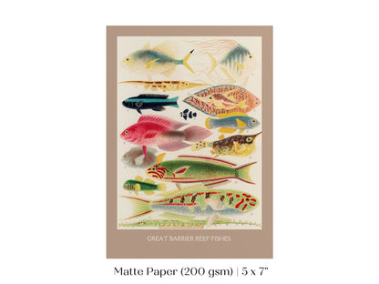 Great Barrier Reef Fish | P553 - Single Art Prints - Piccolo Fiore Prints