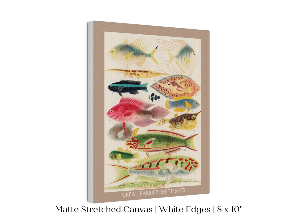 Great Barrier Reef Fish | P553 - Single Art Prints - Piccolo Fiore Prints