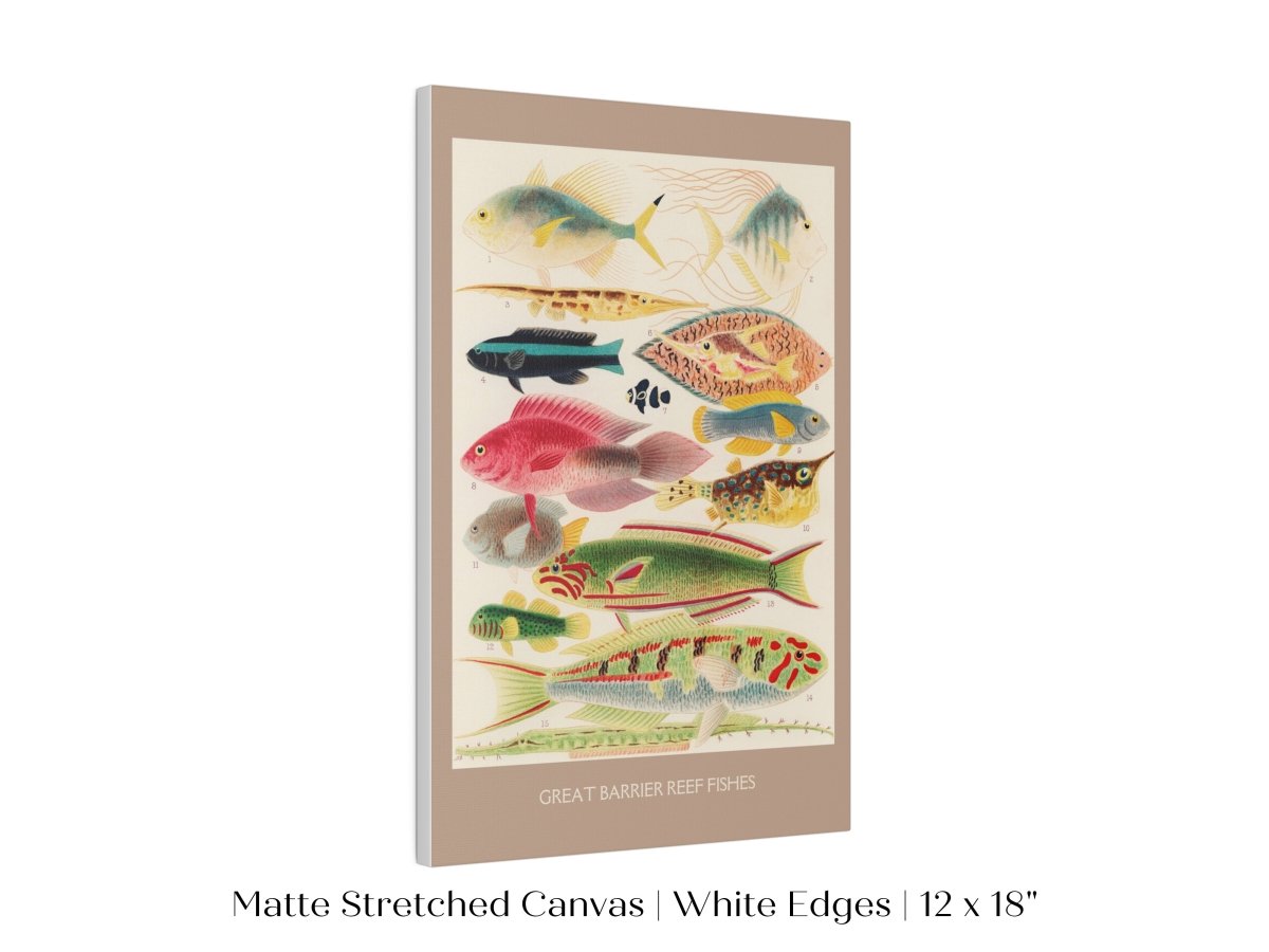 Great Barrier Reef Fish | P553 - Single Art Prints - Piccolo Fiore Prints