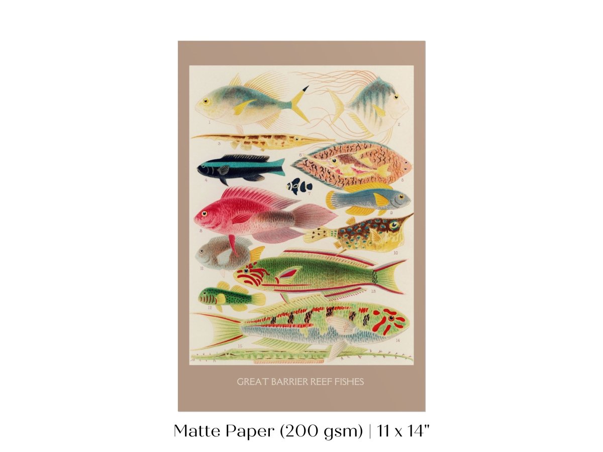Great Barrier Reef Fish | P553 - Single Art Prints - Piccolo Fiore Prints