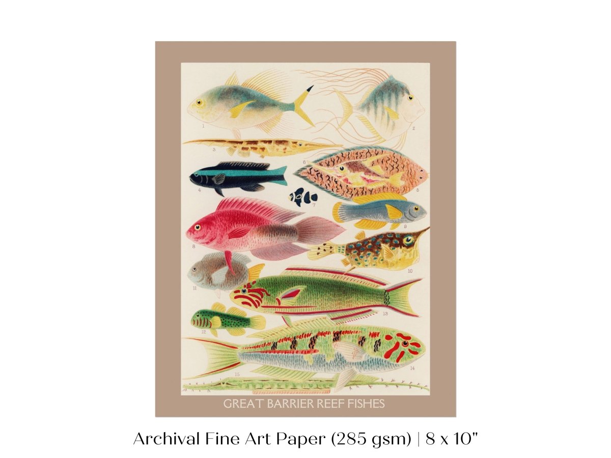 Great Barrier Reef Fish | P553 - Single Art Prints - Piccolo Fiore Prints