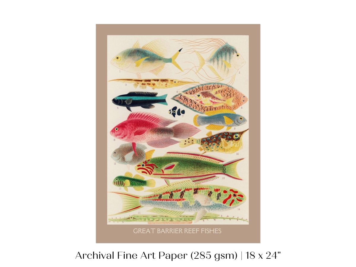 Great Barrier Reef Fish | P553 - Single Art Prints - Piccolo Fiore Prints
