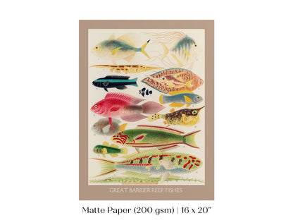 Great Barrier Reef Fish | P553 - Single Art Prints - Piccolo Fiore Prints