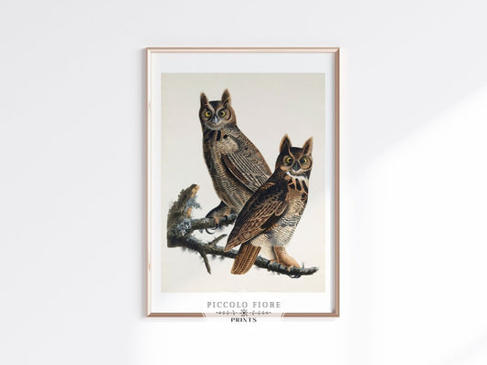 Great Horned Owl Illustration | P69 - Single Art Prints - Piccolo Fiore Prints