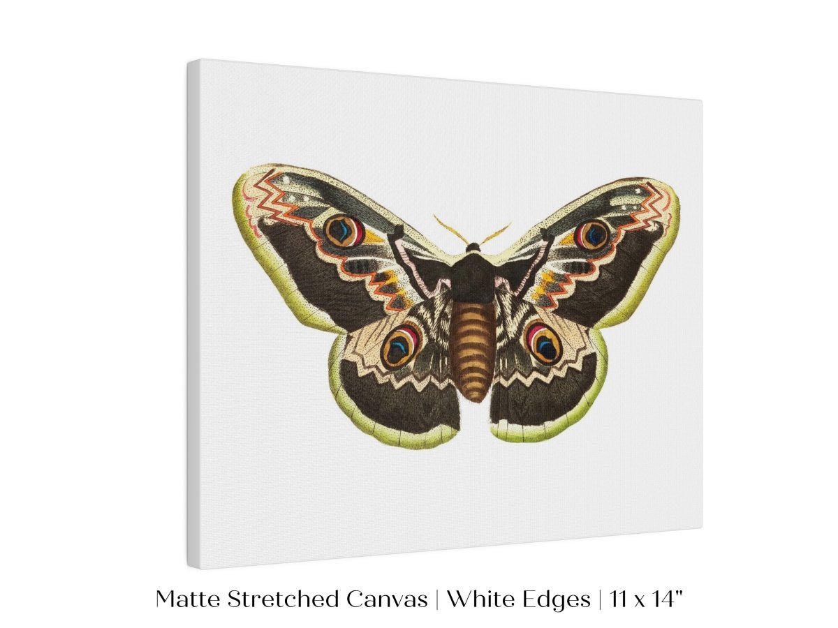Great Peacock Moth Illustration | P74 - Single Art Prints - Piccolo Fiore Prints