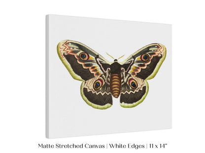 Great Peacock Moth Illustration | P74 - Single Art Prints - Piccolo Fiore Prints
