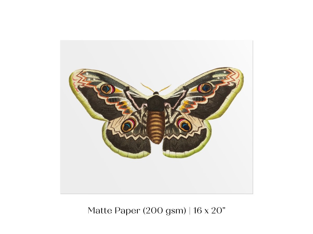 Great Peacock Moth Illustration | P74 - Single Art Prints - Piccolo Fiore Prints