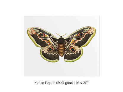 Great Peacock Moth Illustration | P74 - Single Art Prints - Piccolo Fiore Prints
