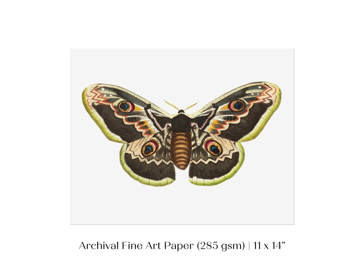 Great Peacock Moth Illustration | P74 - Single Art Prints - Piccolo Fiore Prints