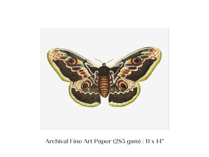 Great Peacock Moth Illustration | P74 - Single Art Prints - Piccolo Fiore Prints