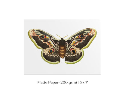 Great Peacock Moth Illustration | P74 - Single Art Prints - Piccolo Fiore Prints
