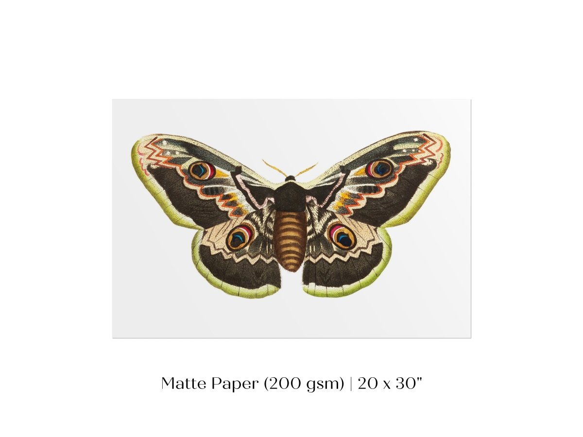 Great Peacock Moth Illustration | P74 - Single Art Prints - Piccolo Fiore Prints