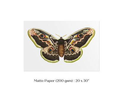 Great Peacock Moth Illustration | P74 - Single Art Prints - Piccolo Fiore Prints