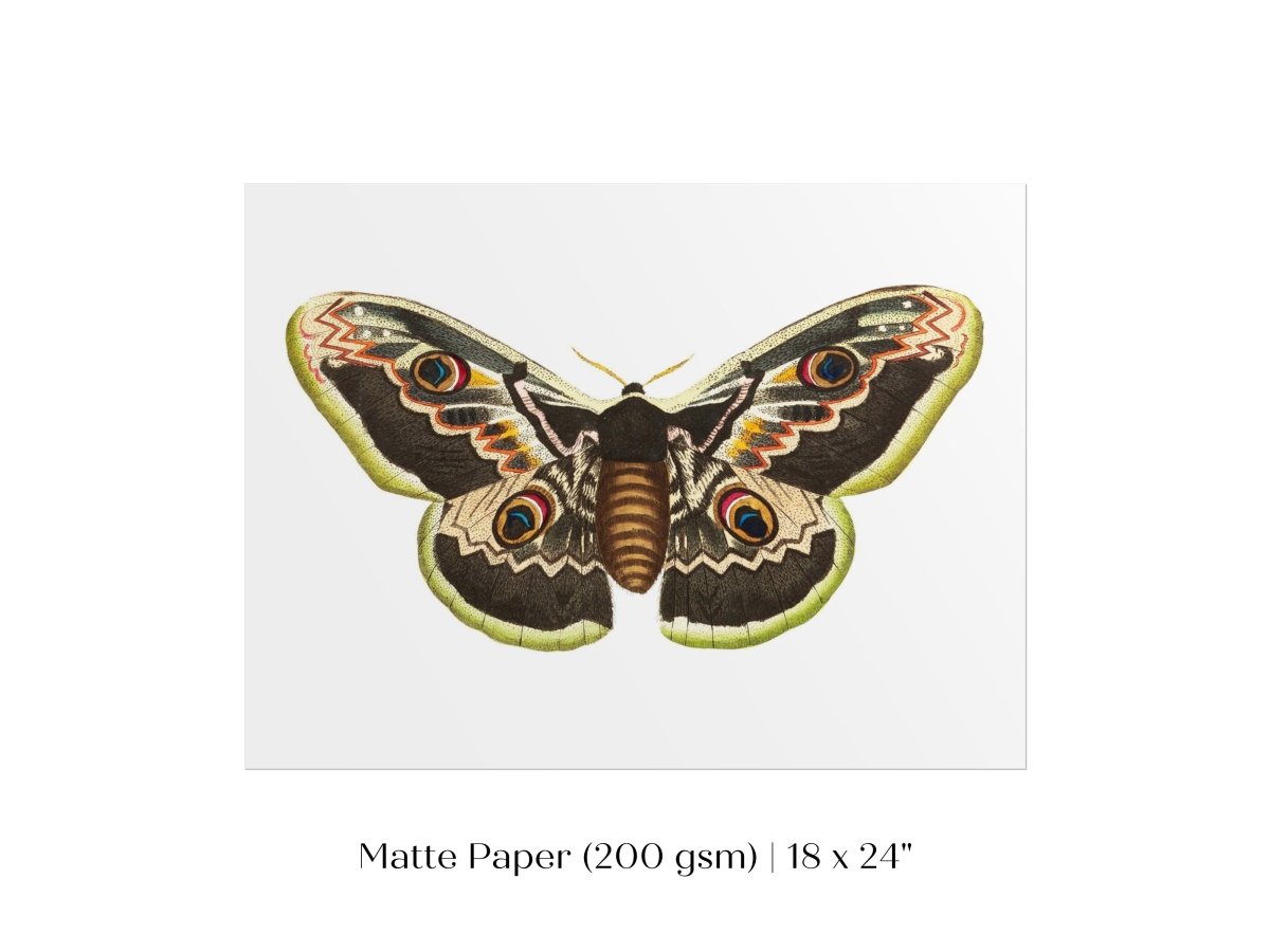 Great Peacock Moth Illustration | P74 - Single Art Prints - Piccolo Fiore Prints