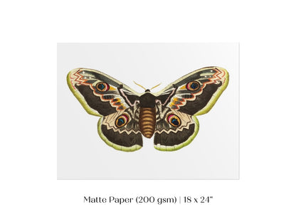 Great Peacock Moth Illustration | P74 - Single Art Prints - Piccolo Fiore Prints