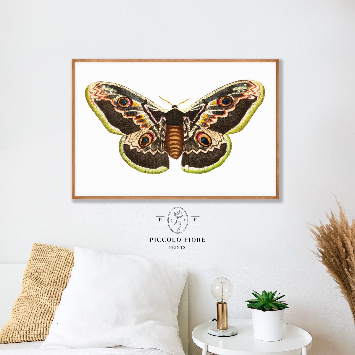 Great Peacock Moth Illustration | P74 - Single Art Prints - Piccolo Fiore Prints