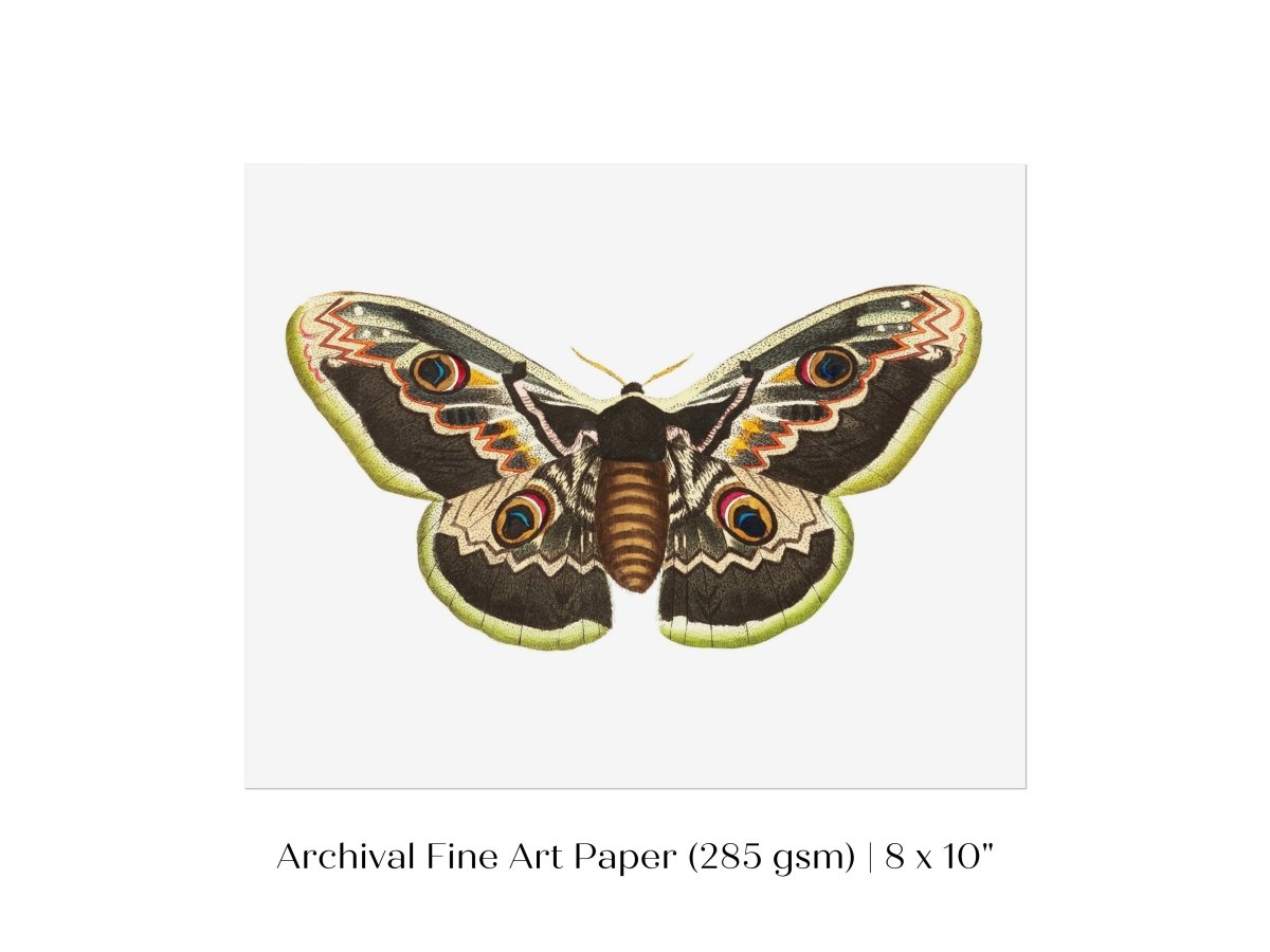 Great Peacock Moth Illustration | P74 - Single Art Prints - Piccolo Fiore Prints