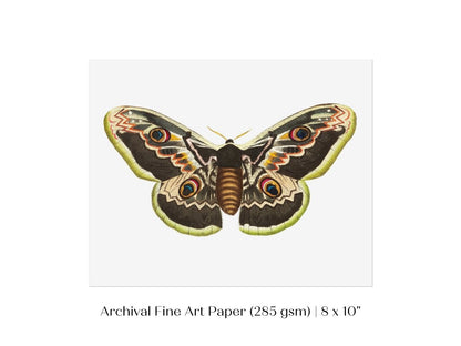 Great Peacock Moth Illustration | P74 - Single Art Prints - Piccolo Fiore Prints