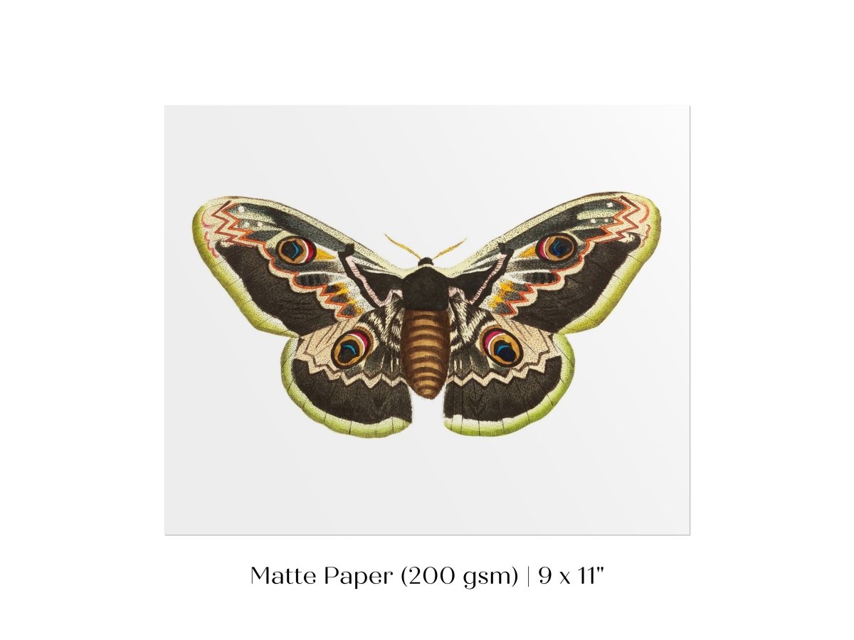 Great Peacock Moth Illustration | P74 - Single Art Prints - Piccolo Fiore Prints