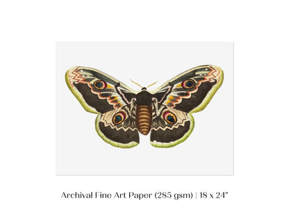 Great Peacock Moth Illustration | P74 - Single Art Prints - Piccolo Fiore Prints