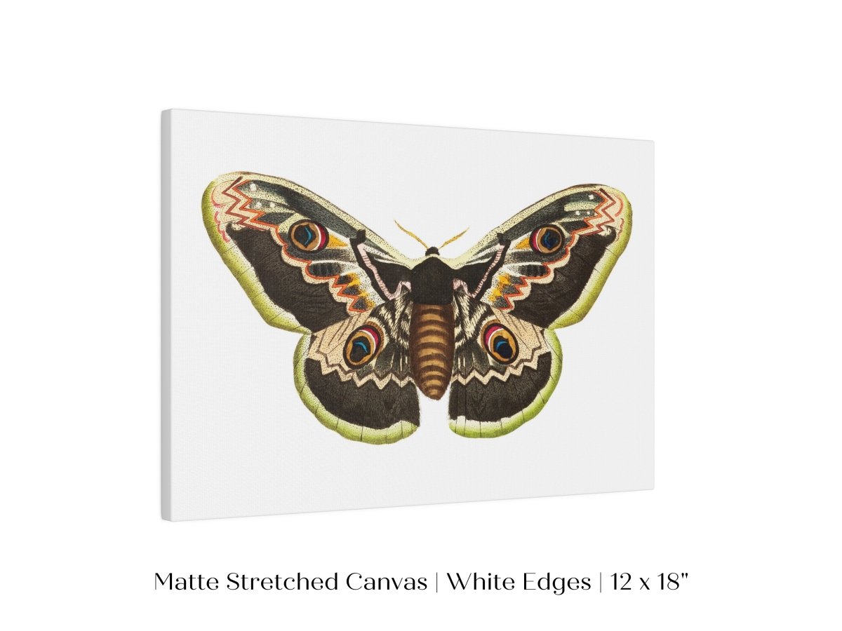 Great Peacock Moth Illustration | P74 - Single Art Prints - Piccolo Fiore Prints