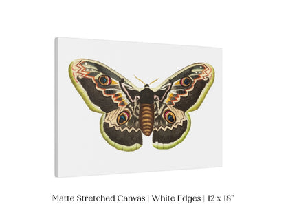 Great Peacock Moth Illustration | P74 - Single Art Prints - Piccolo Fiore Prints