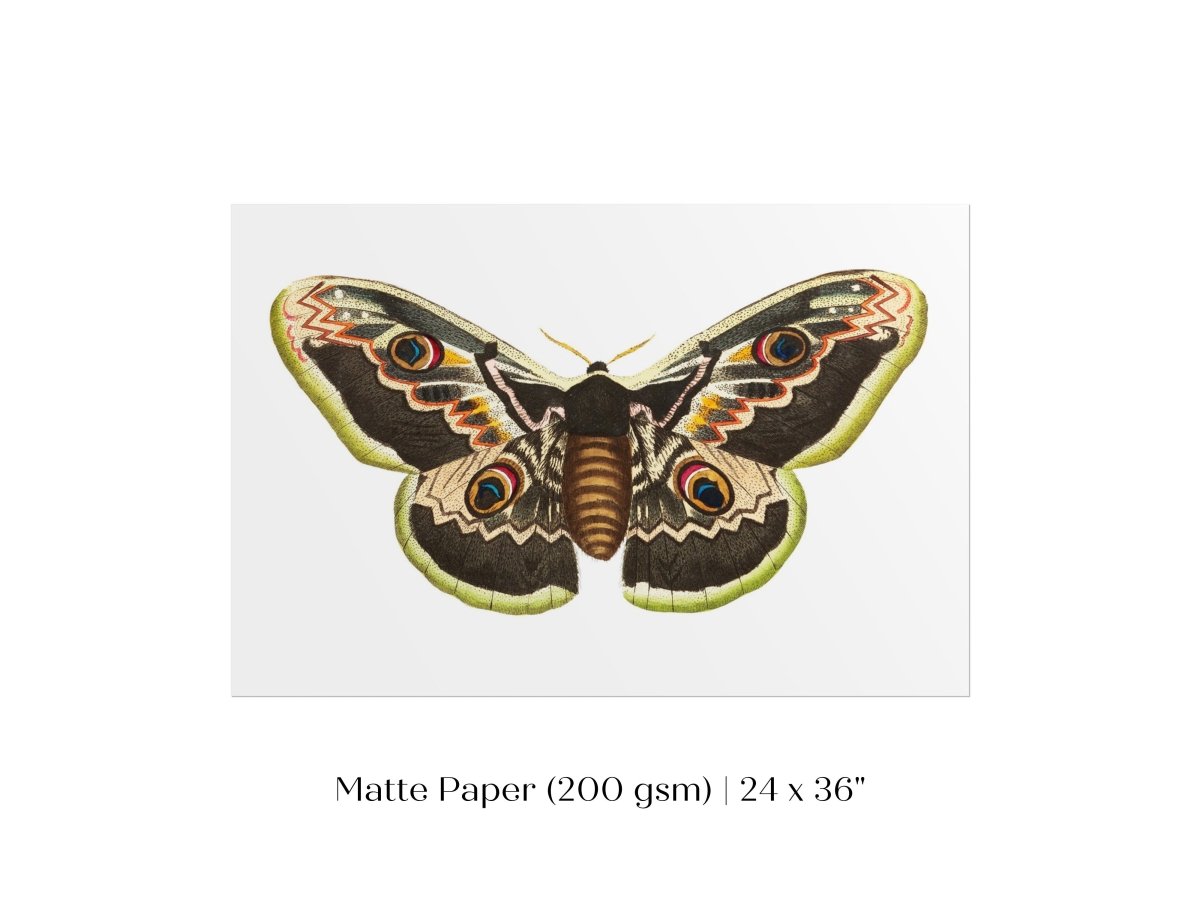 Great Peacock Moth Illustration | P74 - Single Art Prints - Piccolo Fiore Prints