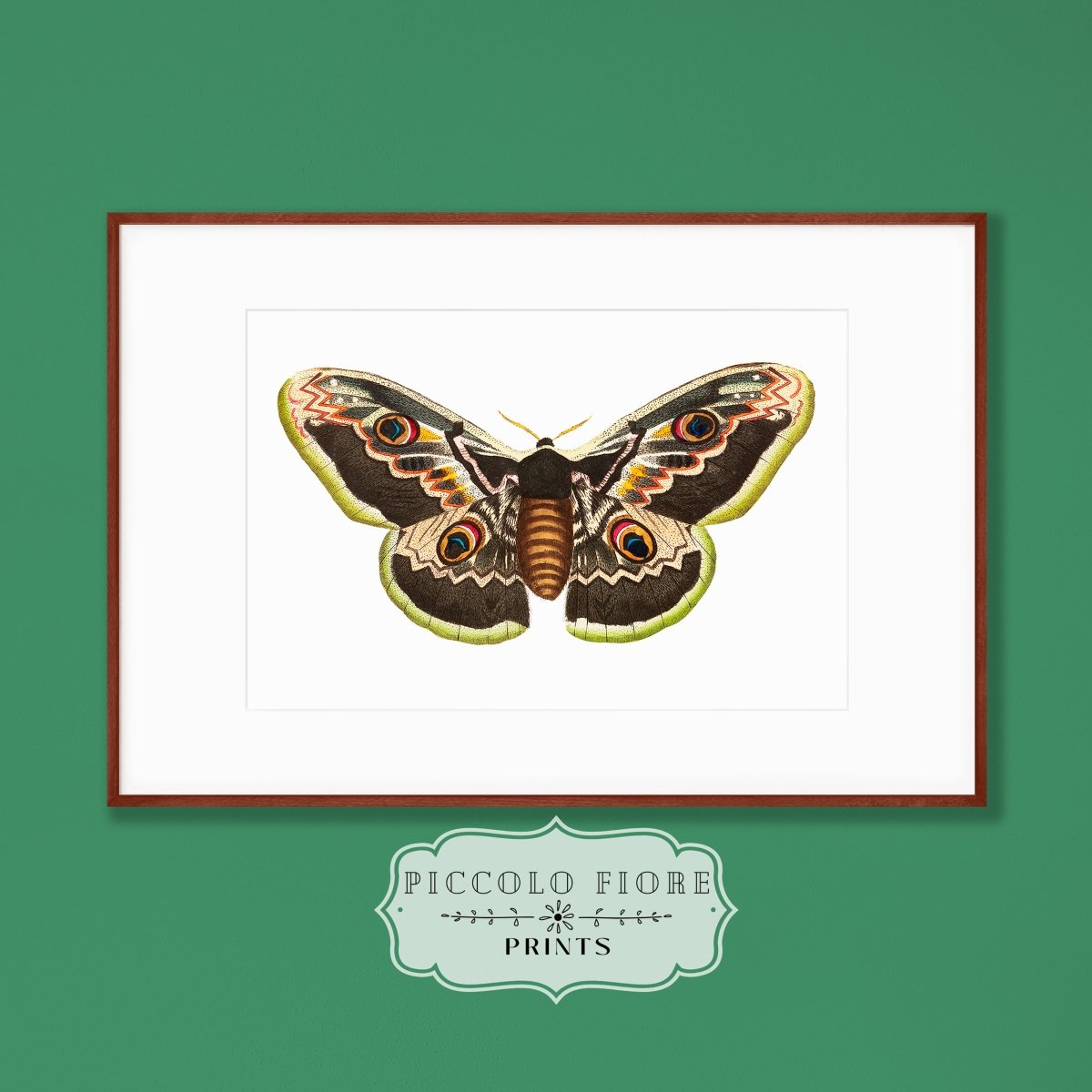 Great Peacock Moth Illustration | P74 - Single Art Prints - Piccolo Fiore Prints