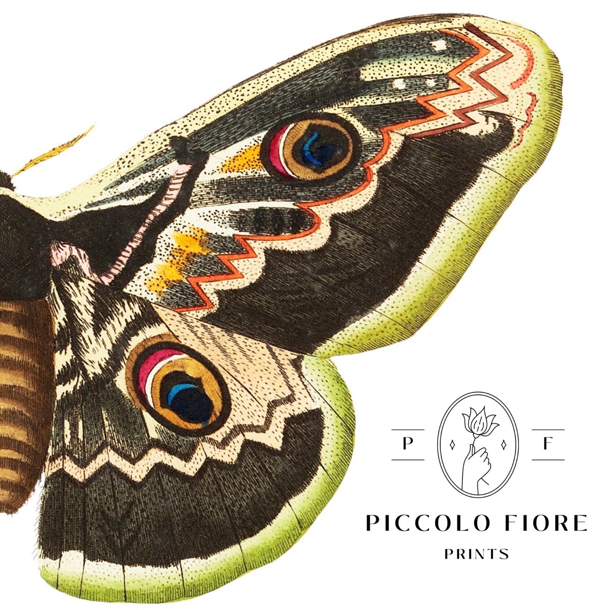 Great Peacock Moth Illustration | P74 - Single Art Prints - Piccolo Fiore Prints