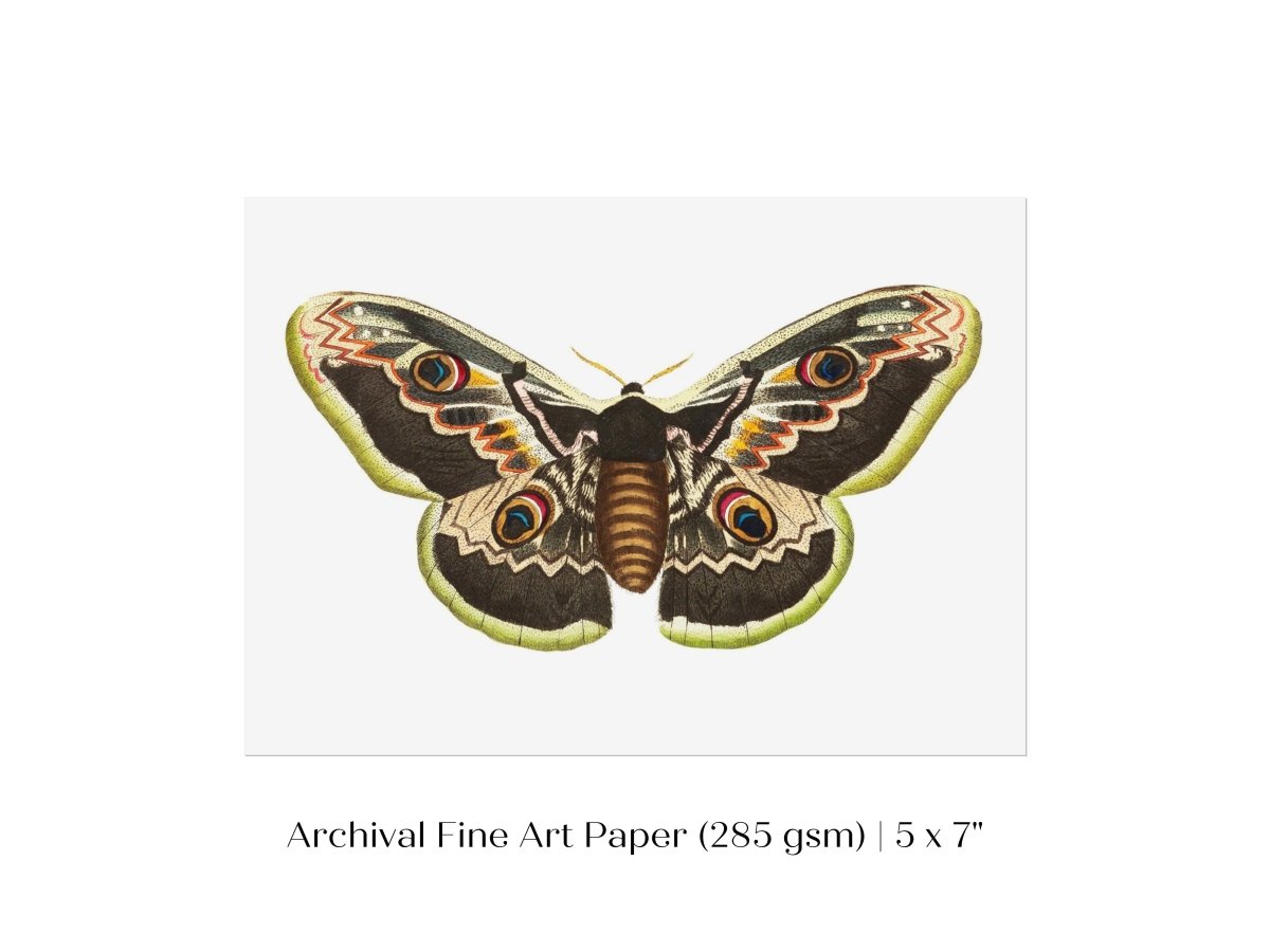 Great Peacock Moth Illustration | P74 - Single Art Prints - Piccolo Fiore Prints