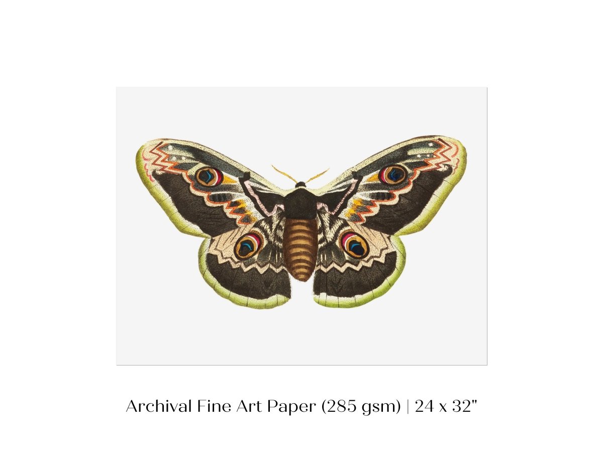 Great Peacock Moth Illustration | P74 - Single Art Prints - Piccolo Fiore Prints