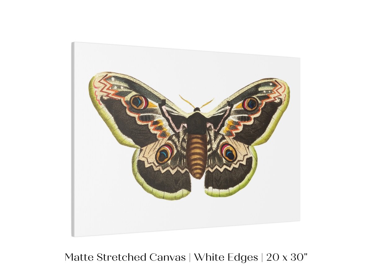 Great Peacock Moth Illustration | P74 - Single Art Prints - Piccolo Fiore Prints