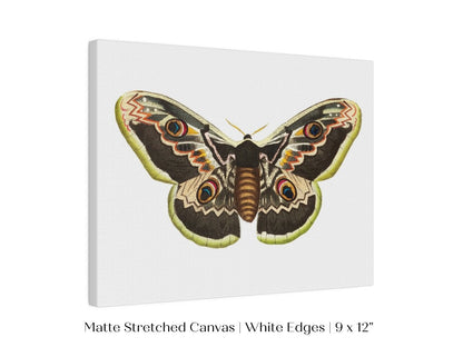Great Peacock Moth Illustration | P74 - Single Art Prints - Piccolo Fiore Prints