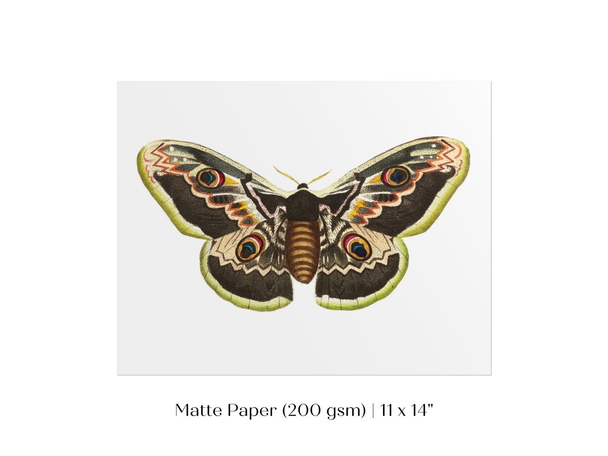 Great Peacock Moth Illustration | P74 - Single Art Prints - Piccolo Fiore Prints