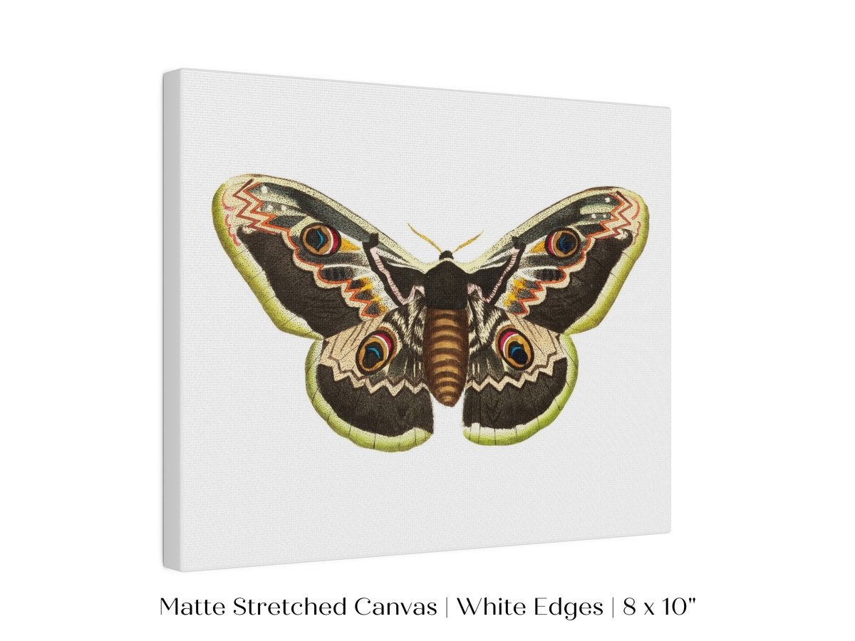 Great Peacock Moth Illustration | P74 - Single Art Prints - Piccolo Fiore Prints