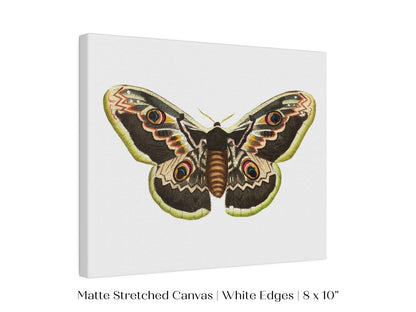 Great Peacock Moth Illustration | P74 - Single Art Prints - Piccolo Fiore Prints